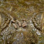 crocodilo-e-flagrado-sendo-atacado-por-moscas-em-fotografia-premiada