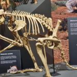 cangurus-gigantes-pesavam-250-kg-e-saltavam-como-os-atuais,-diz-estudo