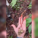 tarantula-infectada-por-fungo-que-a-torna-“zumbi”-e-achada-no-amazonas.-veja-video