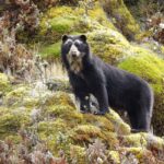 4-animais-exclusivos-da-america-do-sul-que-estao-ameacados-de-extincao